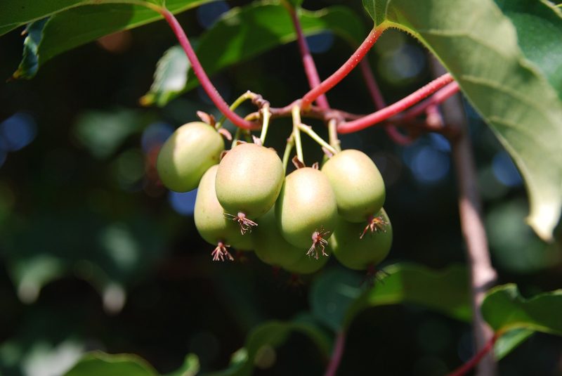 Wenn der frühe Frühling die Pflanzen unter Druck setzt