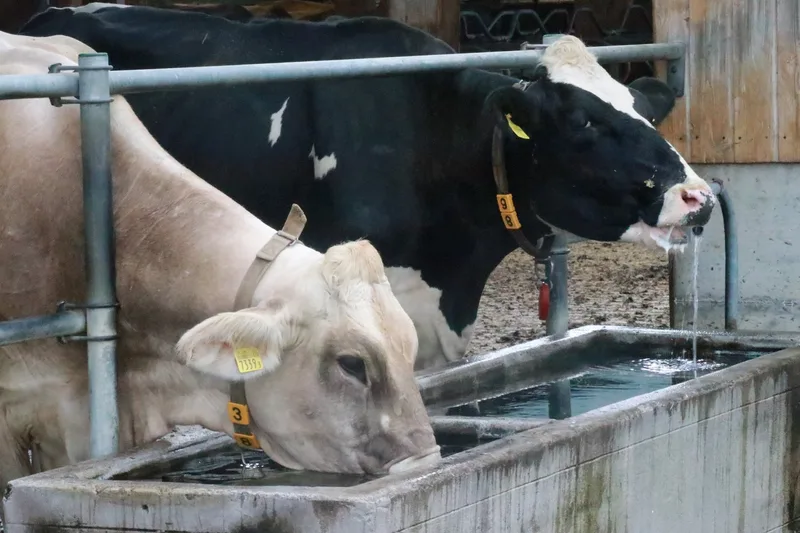 Bei Schweine- und Milchproduzenten fliesst 2026 weniger auf das Konto