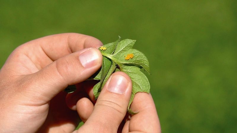 Vorsicht Verwechslungsgefahr: Die hellgelben Eier sind von Marienkäfern, die orangen vom Kartoffelkäfer.