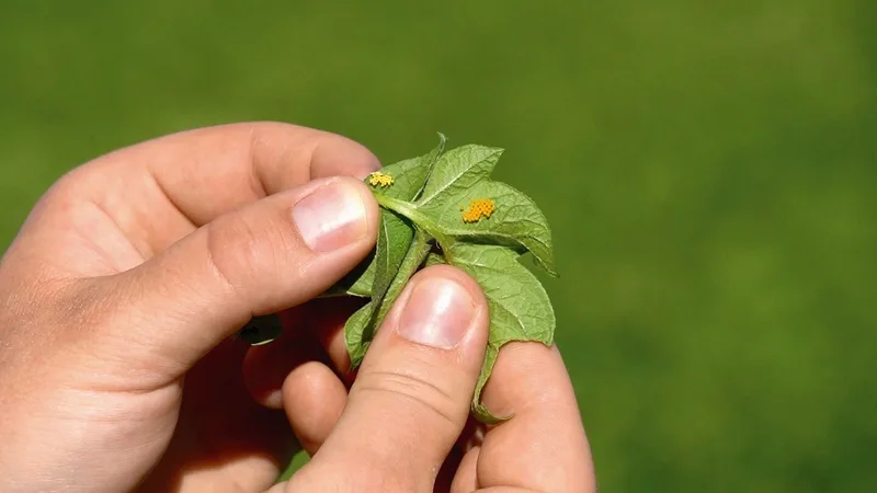 Vorsicht Verwechslungsgefahr: Die hellgelben Eier sind von Marienkäfern, die orangen vom Kartoffelkäfer.