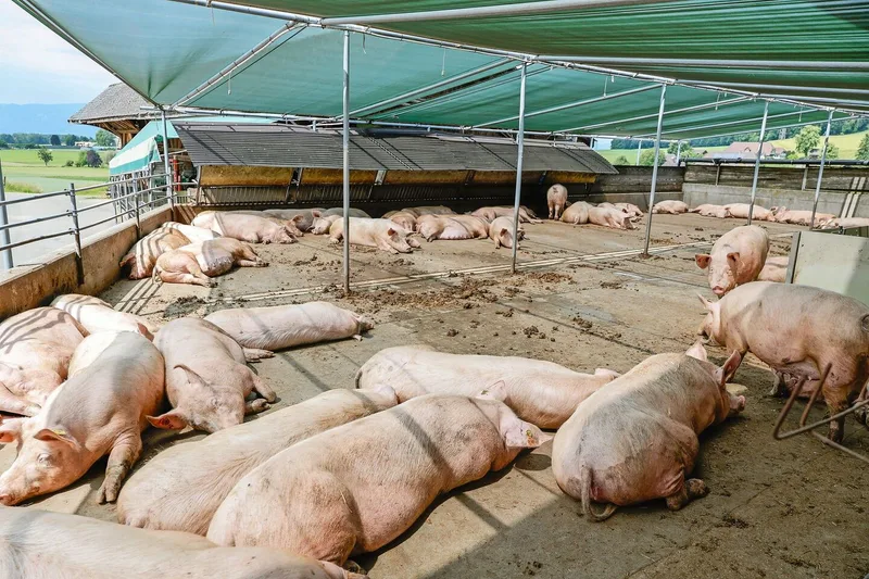 Auf dem Betrieb der Familie Wyss werden bereits in der dritten Generation Mutterschweine gehalten.