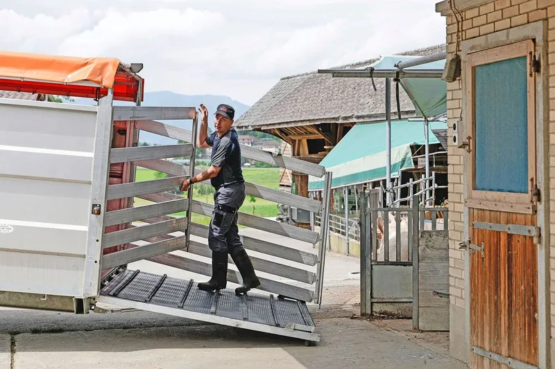 Urs Wyss transportiert seine Sauen selbst zu den Abferkelbetrieben und holt sie auch wieder ab.