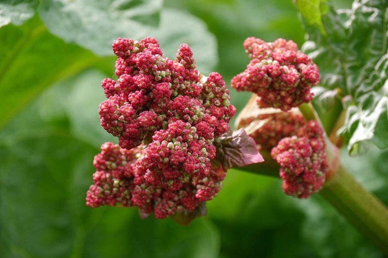 Rhabarber: Hier ein Gemüse, dort eine Frucht, überall gesund