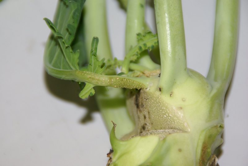 Nicht verpassen: Geplatzte Kohlrabi und Samtflecken bei Tomaten