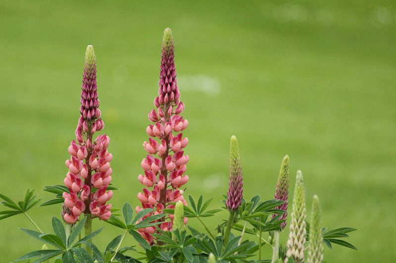 4 Invasive Neophyten, an die man selten denkt