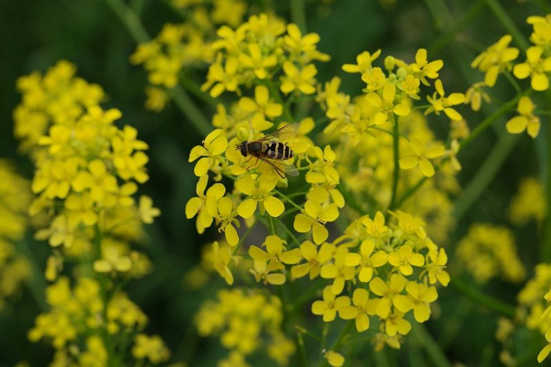 4 Invasive Neophyten, an die man selten denkt