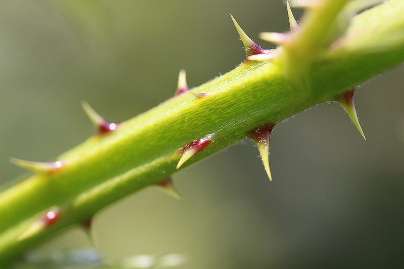 4 Invasive Neophyten, an die man selten denkt