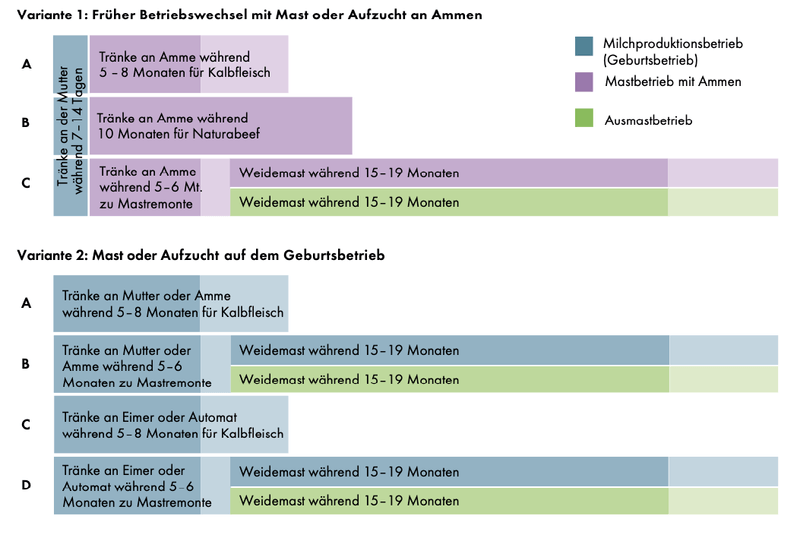 Wie Bio-Kälber gesund und artgerecht aufgezogen werden können