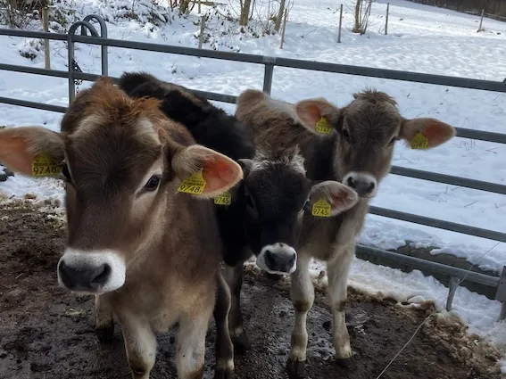 Wie ein junger Milchbauer zum Farmfluencer wurde