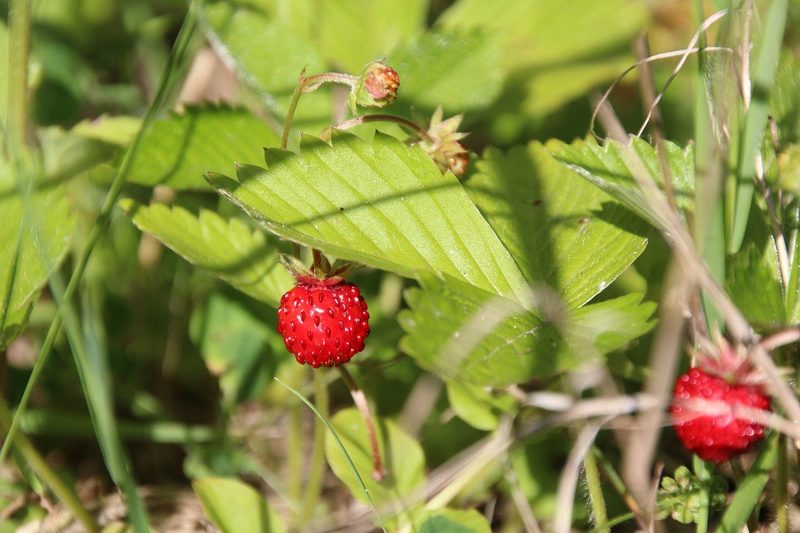 10 nützliche und unnütze Fakten zu Erdbeeren