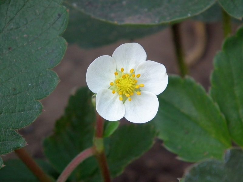 10 nützliche und unnütze Fakten zu Erdbeeren