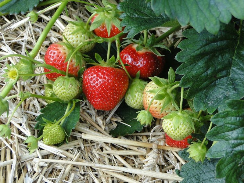 10 nützliche und unnütze Fakten zu Erdbeeren