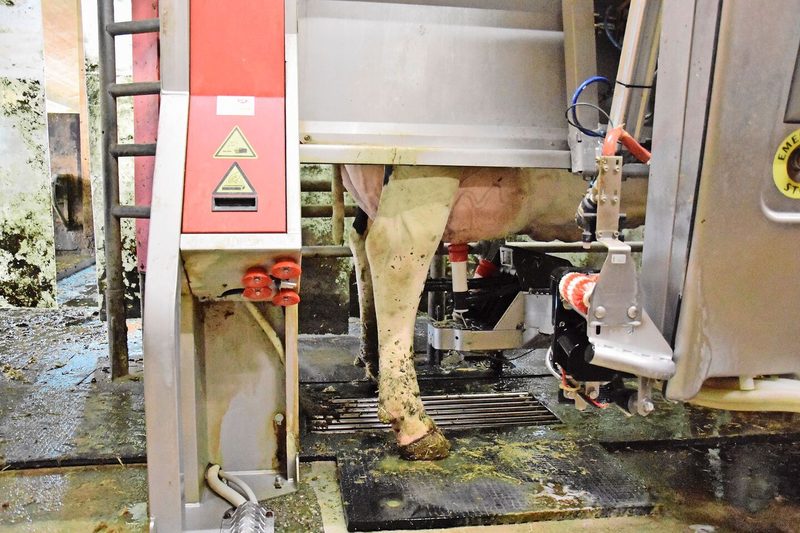 Kein Stau mehr vor dem Melkroboter: Seit der zweite im Stall steht, sind die Melkungen regelmässiger und die Zellzahlen noch tiefer.