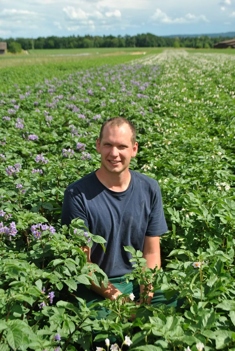 Kartoffelbau: Kompost verdrängt aggressiven Rhizoctonia-Pilz