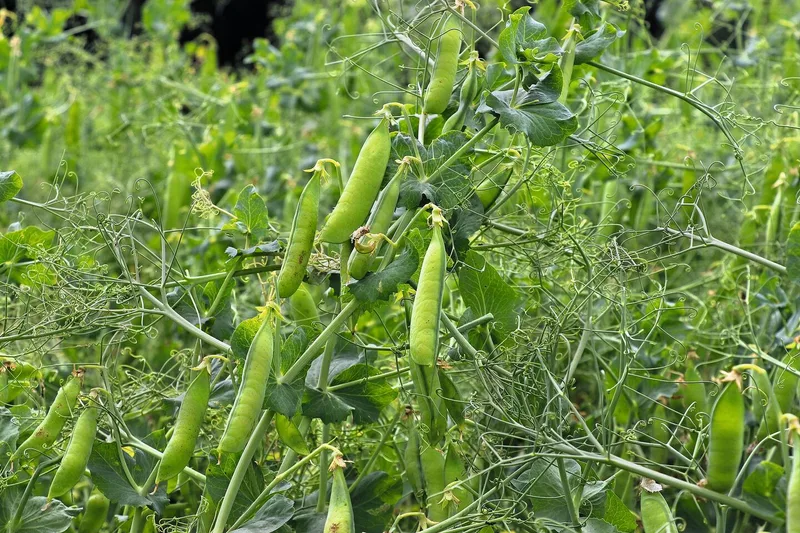 Eiweisserbsen werden mit einer Stützfrucht wie Gerste angebaut. In der Schweiz belegen Eiweisserbsen mit 3500 ha den Spitzenplatz der Proteinpflanzen.