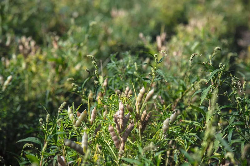 Die Anbaufläche von Lupinen ist zwischen 2017 und 2021 von 115 ha auf 230 ha gestiegen.