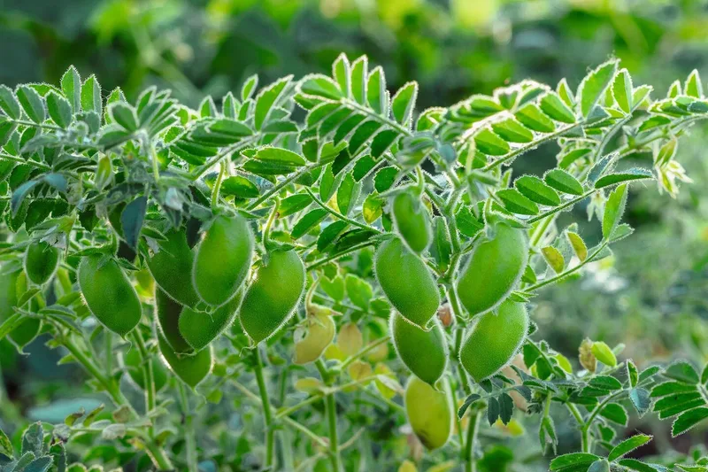 Der Anbau von Proteinpflanzen ist herausfordernd: Im kühlen und nassen Jahr hatten die Schweizer Kichererbsen-ProduzentInnen einen Totalausfall.