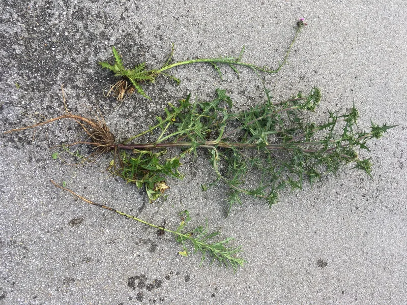 Unkrautbekämpfung: «Distel ist nicht gleich Distel»
