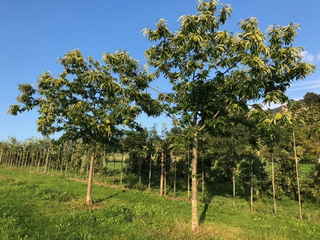 Edelkastanien sind unkompliziert als Baum, aber anspruchsvoll als Frucht