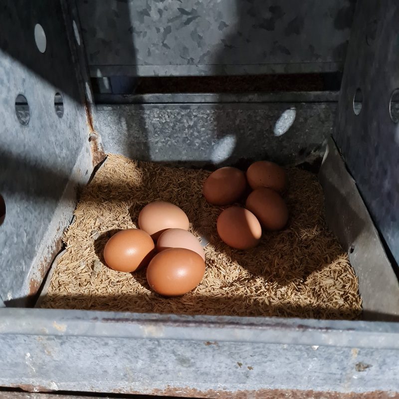 Eierproduktion in Argentinien – «cage free» und mit viel Auslauf