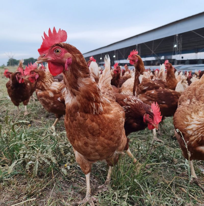 Eierproduktion in Argentinien – «cage free» und mit viel Auslauf