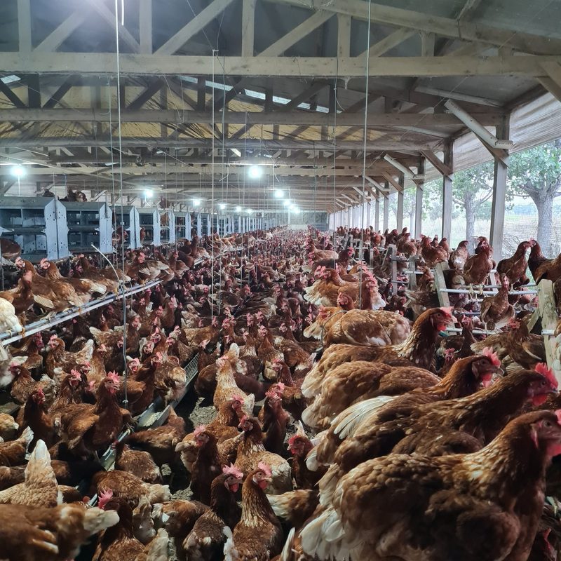 Eierproduktion in Argentinien – «cage free» und mit viel Auslauf