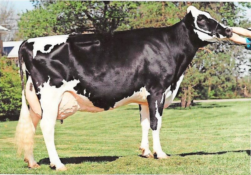 Grillsdale Roz EX-95 holte 1999 den Champion-Titel an der World Dairy Expo. Ihr Vater Counselor war hierzulande nie erhältlich.