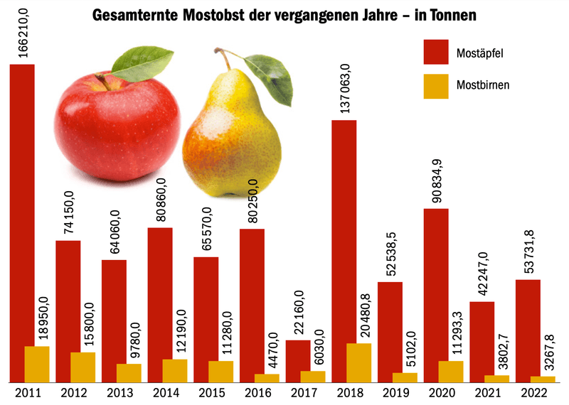 Das Mostobst ist in diesem Jahr besonders süss und saftig