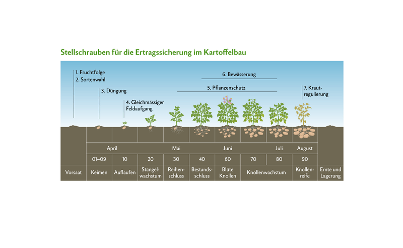 Fruchtfolge, Sortenwahl, Düngung, Feldaufgang, Pflanzenschutz, Bewässerung, Krautregulierung sowie Ernte und Lagerung sind zentrale Stellschrauben, welche die Wirtschaftlichkeit massgeblich beeinflussen können.