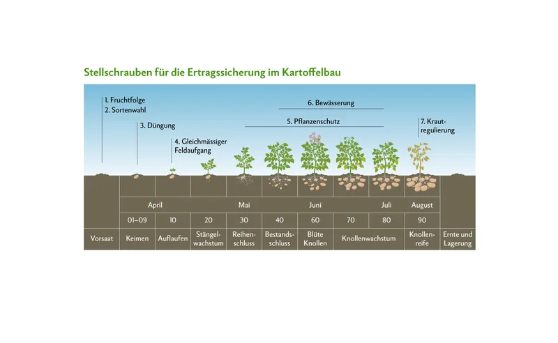 Fruchtfolge, Sortenwahl, Düngung, Feldaufgang, Pflanzenschutz, Bewässerung, Krautregulierung sowie Ernte und Lagerung sind zentrale Stellschrauben, welche die Wirtschaftlichkeit massgeblich beeinflussen können.