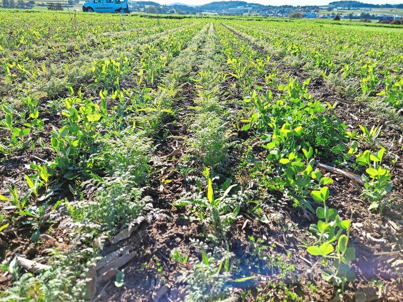 Links und rechts je zwei Reihen UFA-No-Till-Mischung, in welche jeweils der Winterweizen eingesät wird. In der Mitte: zwei Reihen Phacelia-Guizotia-Gemisch, in welches im Frühjahr das Soja eingesät wird.