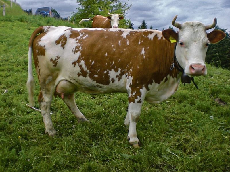 Am Anfang wurden die meisten Hinterwälder auf Milchviehbetrieben gehalten.