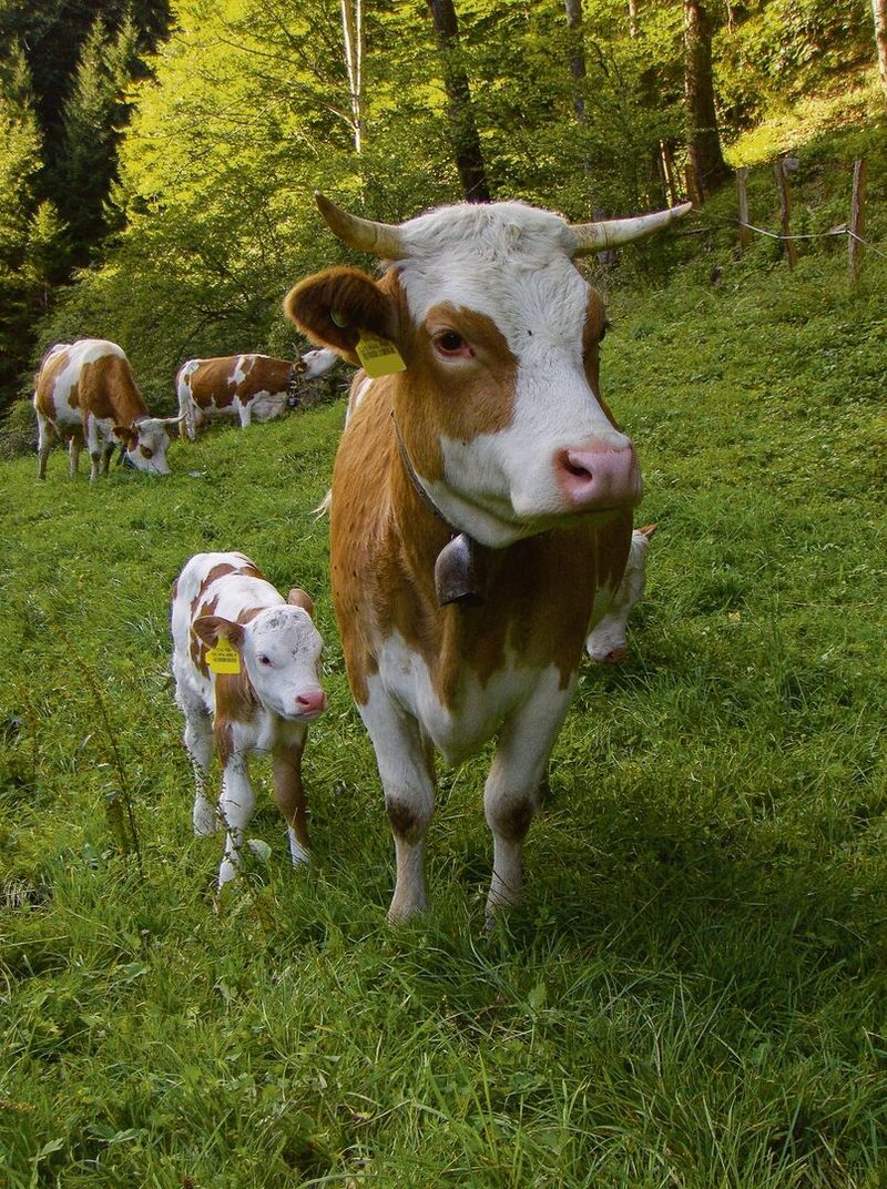 Die Hinterwälder sehen auf den ersten Blick aus wie eine alte Berner Oberländer Rasse, kommen aber aus dem Schwarzwald.
