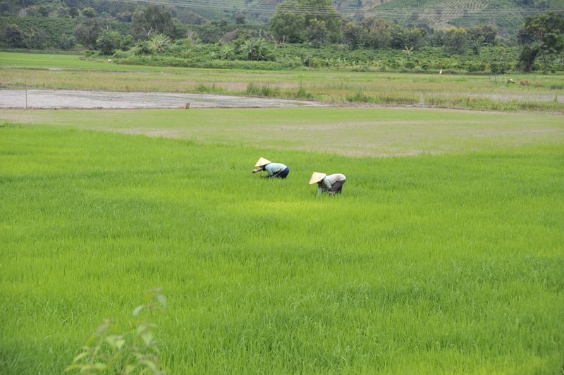 Land unter im Mekong-Delta