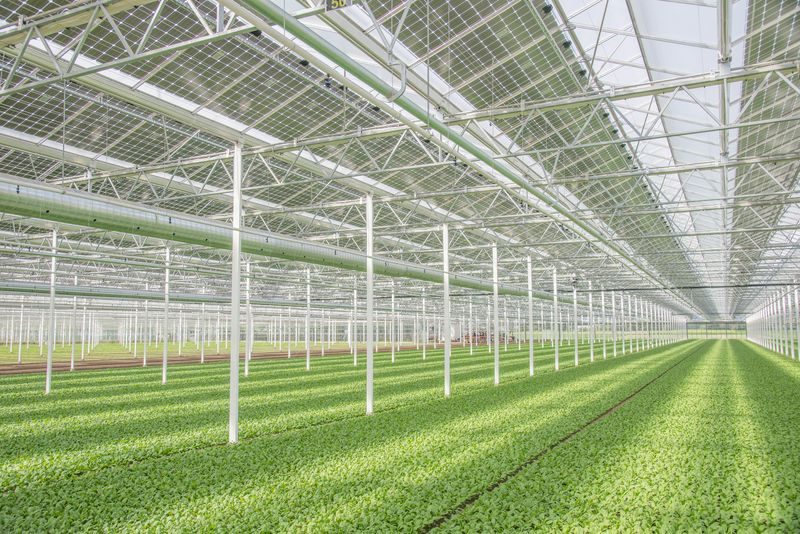 Agrophotovoltaik: Lebensmittel und Solarstrom vom gleichen Ort
