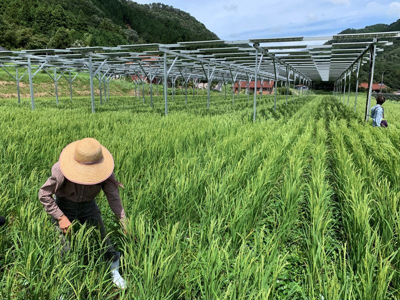 Agrophotovoltaik: Lebensmittel und Solarstrom vom gleichen Ort