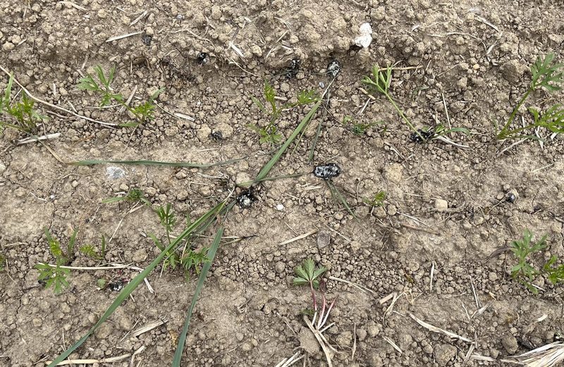 Bio-Days: Wenn Landwirtschaft und Konsumenten sich auf dem Acker begegnen