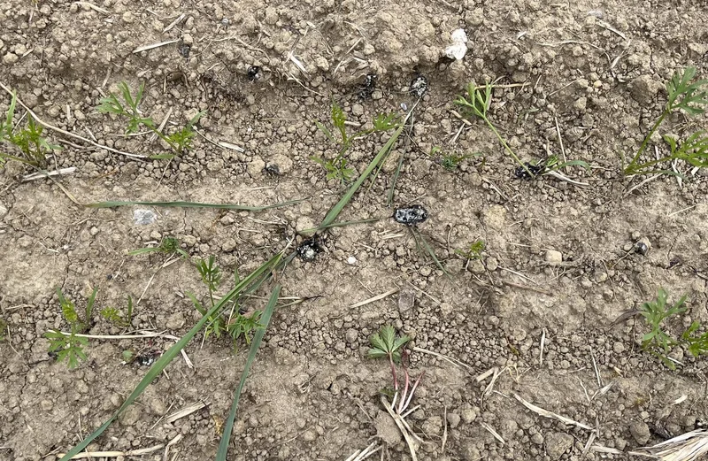 Bio-Days: Wenn Landwirtschaft und Konsumenten sich auf dem Acker begegnen