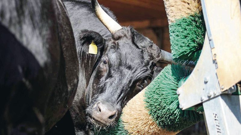 Der Wagyu wurde in Japan als Zugtier gezüchtet. Aus dieser Zeit kommt die Eigenschaft der hervorragenden Fetteinlagerung.