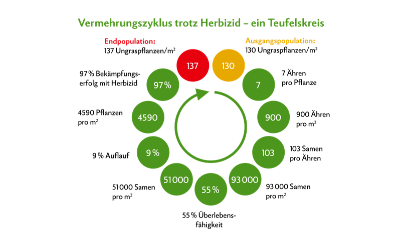 Angenommen, das Feld hat einen Befall mit 130 Ackerfuchsschwanz-Pflanzen pro m2. Dann besteht ein Samenpotenzial mit etwa 93'000 Samen pro m2. Von den 55 %, die überleben, laufen 9 % auf. Dann sind es bereits 4590 Pflanzen pro m2. Bei einem Bekämpfungserfolg von 97 % mit Herbizid stehen am Ende 137 Pflanzen pro m2. Das zeigt: Herbizid alleine reicht nicht mehr zur nachhaltigen Bekämpfung.