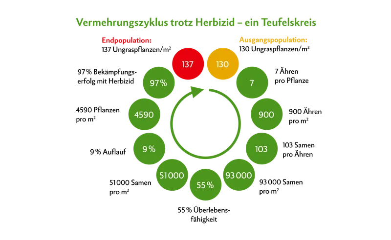 Angenommen, das Feld hat einen Befall mit 130 Ackerfuchsschwanz-Pflanzen pro m2. Dann besteht ein Samenpotenzial mit etwa 93'000 Samen pro m2. Von den 55 %, die überleben, laufen 9 % auf. Dann sind es bereits 4590 Pflanzen pro m2. Bei einem Bekämpfungserfolg von 97 % mit Herbizid stehen am Ende 137 Pflanzen pro m2. Das zeigt: Herbizid alleine reicht nicht mehr zur nachhaltigen Bekämpfung.