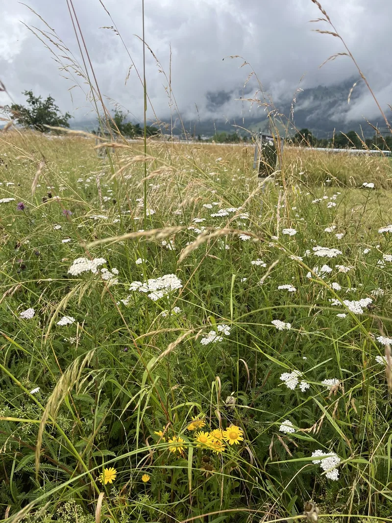 So zahlt sich Artenvielfalt in der Landwirtschaft aus