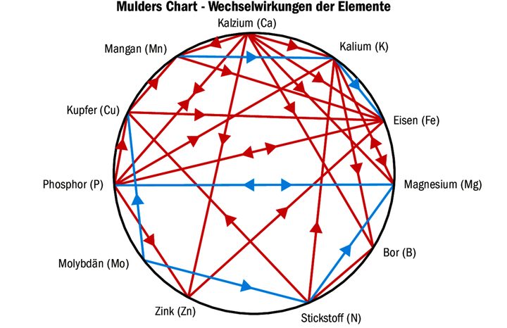 Jeder Mangel wird durch einen Überschuss verursacht: Das ist der Leitspruch der «Mulders Chart». Die roten Pfeile sind Antagonisten. Sie zeigen die reduzierte Aufnahme verdrängter Nährstoffe an. Die blauen Pfeile sind Stimulatoren.