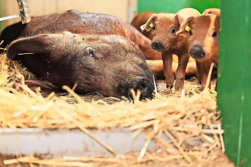 Duroc ist die zweitwichtigste Vaterlinie in der Mastferkelproduktion; im Schlachthof gibt es aber häufiger Abzug für niedrige MFA-Werte.