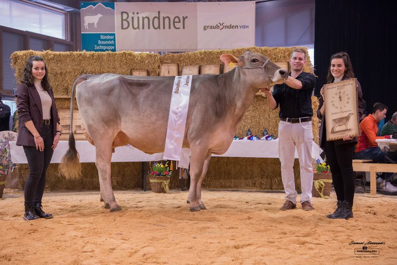 Walser's Phil Rubina gewinnt den 22. Bündner Braunvieh-Tag