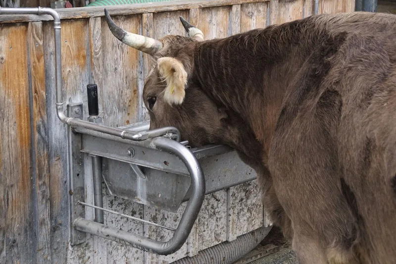 Eine behornte Kuh trinkt aus der Tränke Wasser.