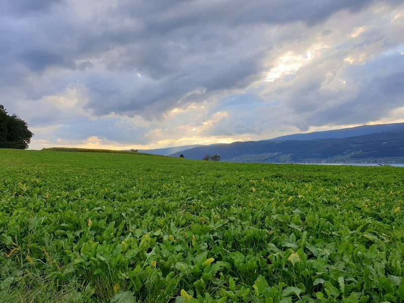 Pflanzen statt Säen soll den Durchbruch bringen