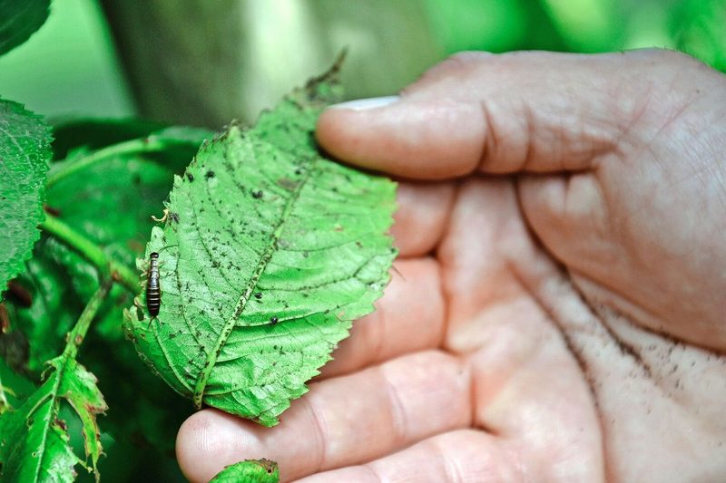 Die Läuse waren da, aber der Befall ist – quasi von selbst – durch andere Bewohner der Obstanlage vor Schäden gestoppt worden.