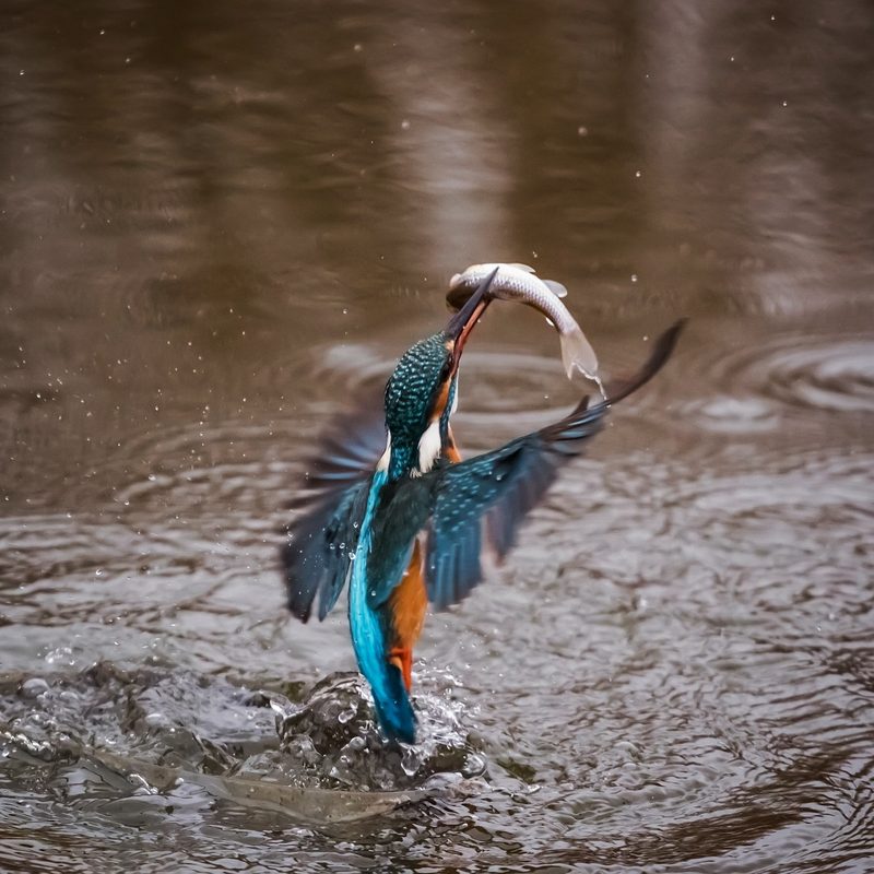 Der Eisvogel ist ein Fischjäger mit Physiker-Qualitäten