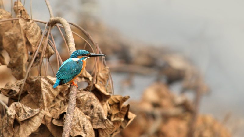 Der Eisvogel ist ein Fischjäger mit Physiker-Qualitäten